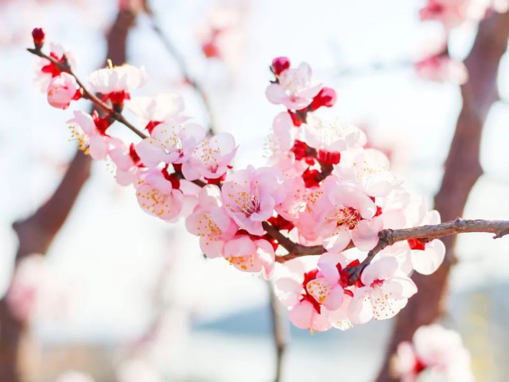 烟台·牟平拓展训练基地—鹤仙谷杏花山庄-沐风体验